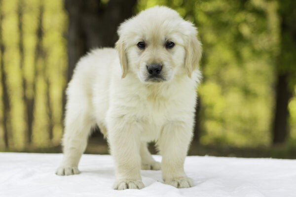Sally - Image 4