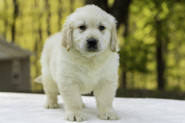Sunny - Image 4