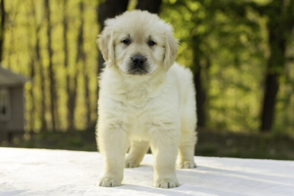 Sammy - Image 3