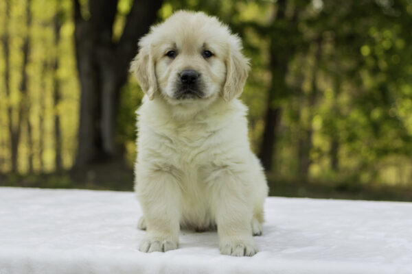 Sammy - Image 2