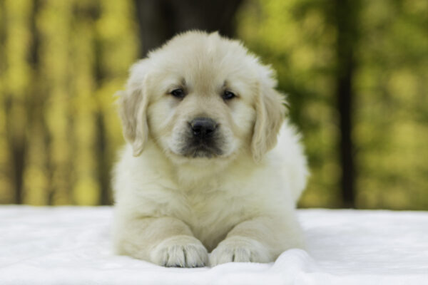 Sammy - Image 4