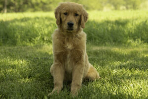 Dolly