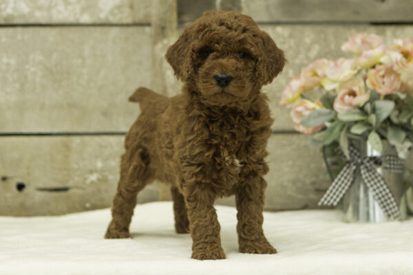 Talia f1b goldendoodles