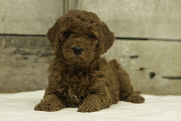 Talia - Image 4