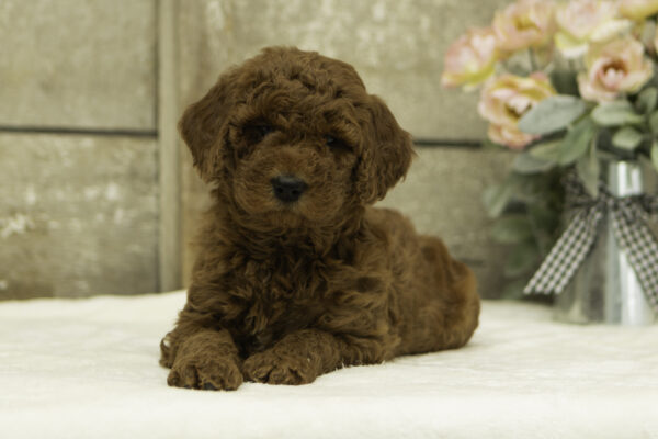 Talia - Image 3