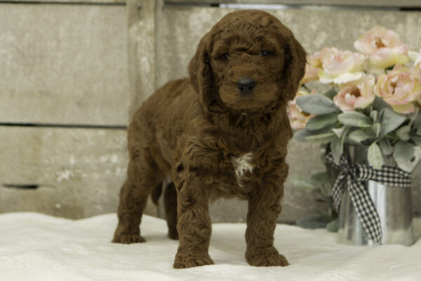 Tim f1b goldendoodles