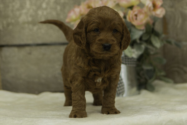 Ellen f1b goldendoodles for sale