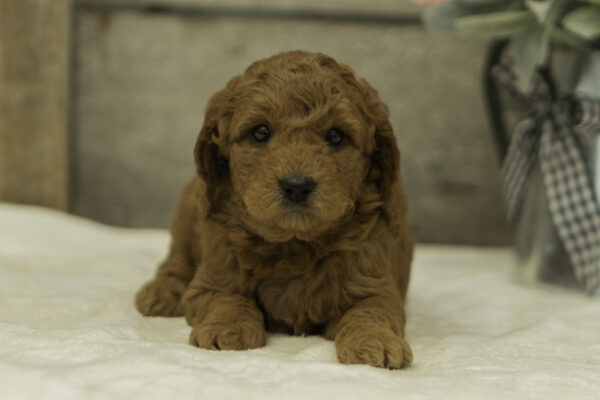 Eva f1b goldendoodles