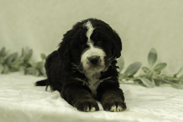 Ian bernedoodles for sale
