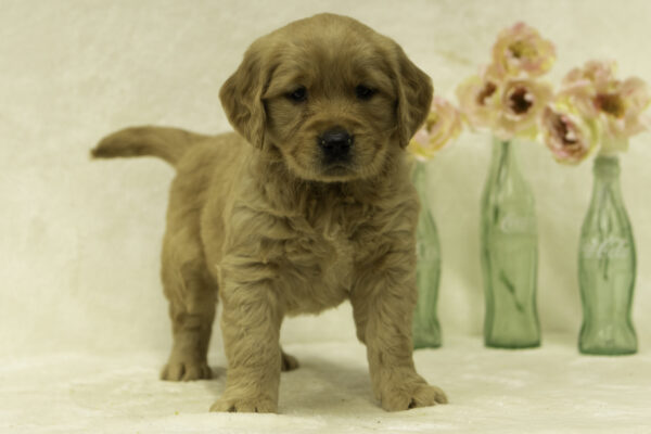 Dolly - Image 3