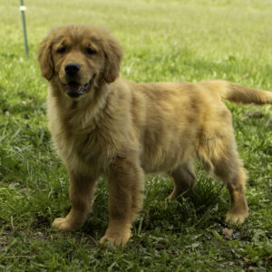 Golden Retriever Female Puppy