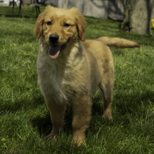 Female Golden Retriever Puppy
