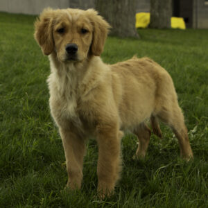 Golden Retriever Female Puppy