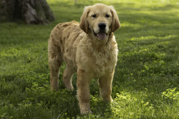 Cody - Image 3