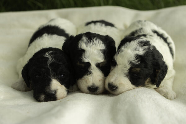 Basil x Jasper - Image 4