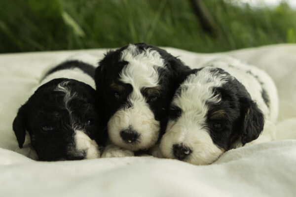 Basil x Jasper - Image 5