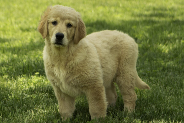 Layla - Image 5