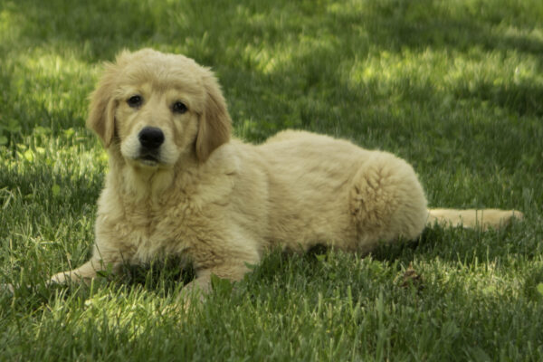 Layla - Image 2