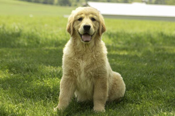 Layla - Image 3