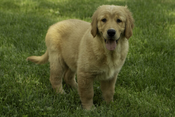 Luca