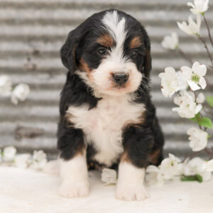 Bernedoodles
