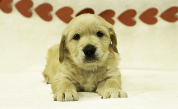 Cody - Image 6