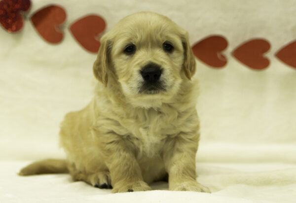 Cody - Image 4