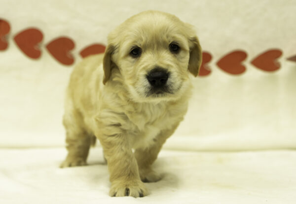 Cody - Image 5