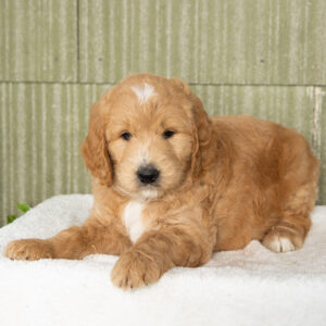 F1 Goldendoodles
