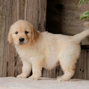 Golden Retrievers