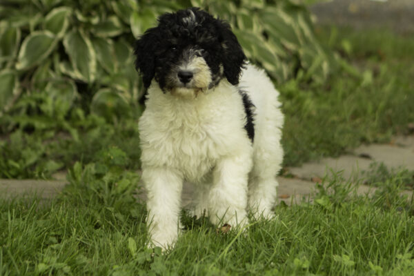 Julie family dog medium F1b Bernedoodle Friendly cute dogs Parti