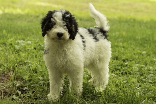 Jade family dog medium F1b Bernedoodle Friendly cute dogs Parti