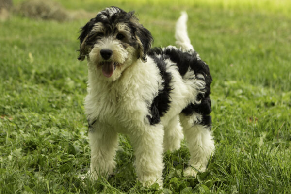 Joshua family dog medium F1b Bernedoodle Friendly cute dogs Parti