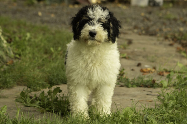 June family dog medium F1b Bernedoodle Friendly cute dogs Parti