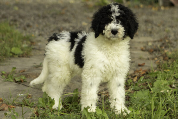 Jacob family dog medium F1b Bernedoodle Friendly cute dogs Parti