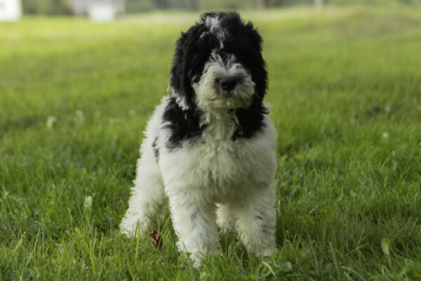 James family dog medium F1b Bernedoodle Friendly cute dogs Parti