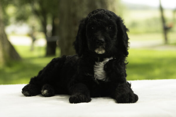 Esme - Image 3