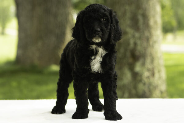 Esme - Image 4