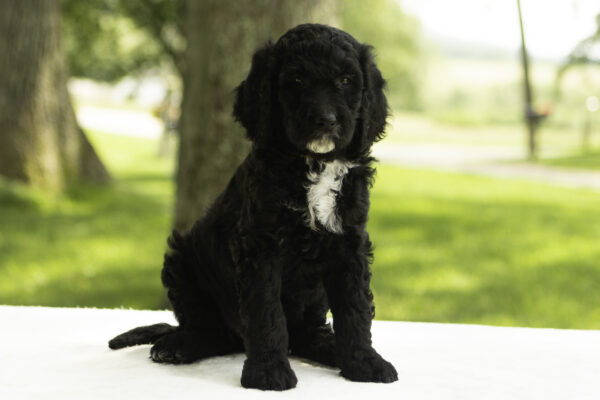 Esme - Image 5