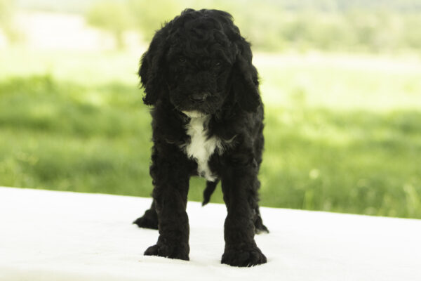 Enzo - Image 2