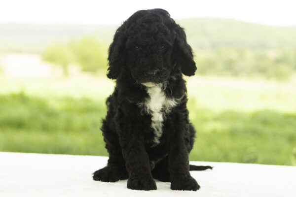 Enzo - Image 5