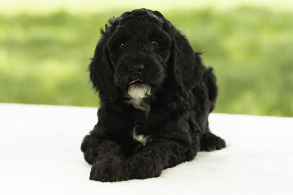 Evie - Image 4