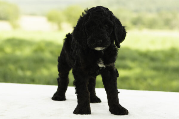 Evie - Image 2
