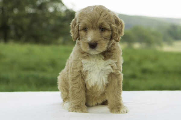 Zaylee - Image 3