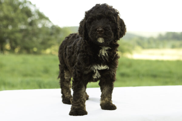 Zoey - Image 2