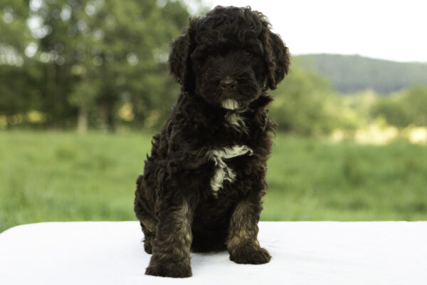 Zoey - Image 3