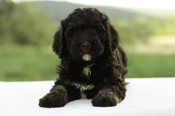 Zoey - Image 4