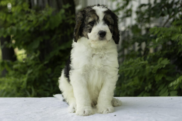 Jack - Image 3