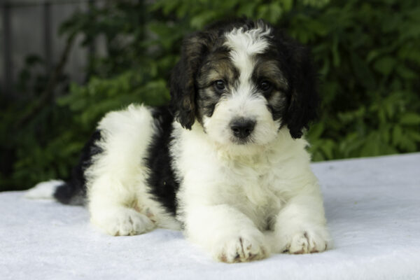 Jack - Image 4
