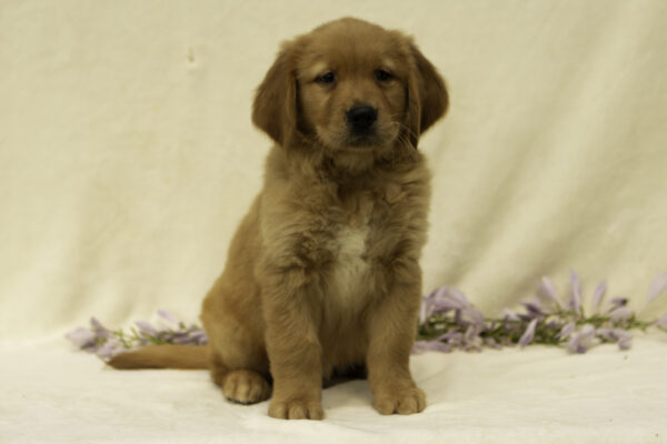 Golden retrievers for sale